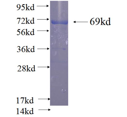 Recombinant human ERK1/2 SDS-PAGE