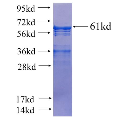 Recombinant human ITSN1 SDS-PAGE