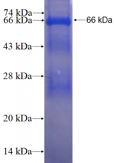 Recombinant Human KRT33B SDS-PAGE