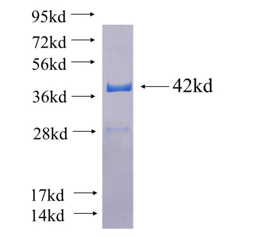 Recombinant human TCF4 SDS-PAGE