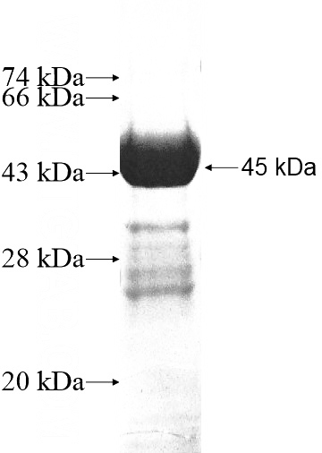 Recombinant Human NUDT10 SDS-PAGE
