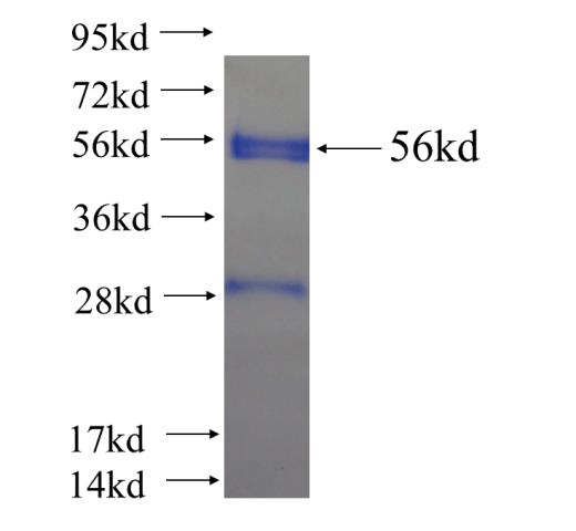 Recombinant human PQBP1 SDS-PAGE