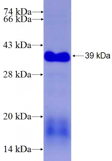 Recombinant Human VRK3 SDS-PAGE