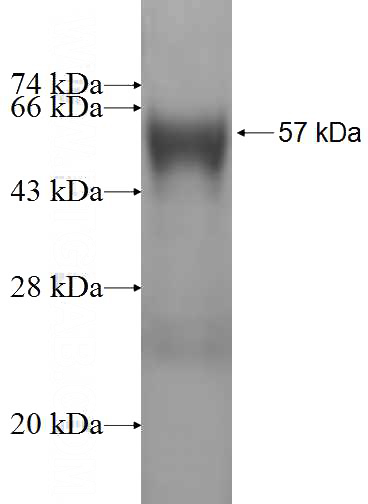 Recombinant Human ECHS1 SDS-PAGE