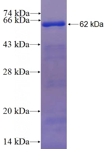 Recombinant Arabidopsis thaliana SHM7 SDS-PAGE