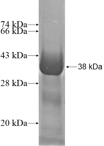 Recombinant Human ING1 SDS-PAGE