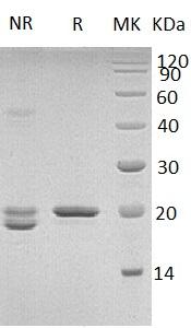 Mouse Shh/Hhg1 recombinant protein