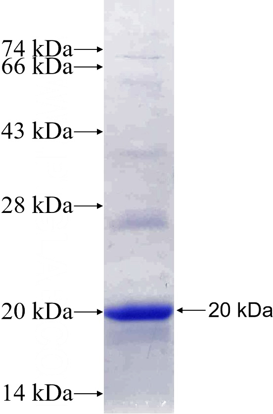 Recombinant Human SSBP1 SDS-PAGE