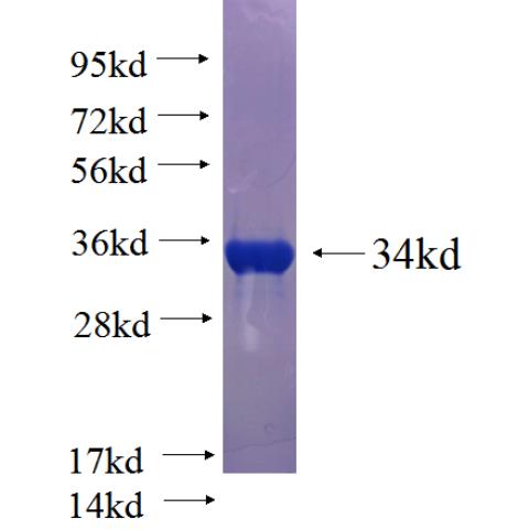 Recombinant human RDX SDS-PAGE