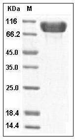 Human Fibronectin / Fibronectin Fragment 2 Protein (His Tag) SDS-PAGE