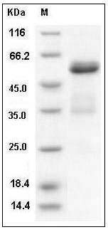 Mouse Ephrin-A5 / EFNA5 Protein (Fc Tag) SDS-PAGE