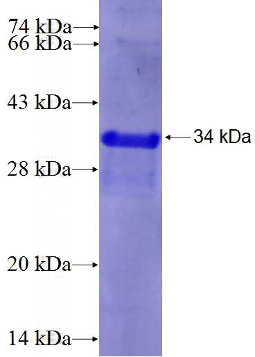 Recombinant Human APOL4 SDS-PAGE
