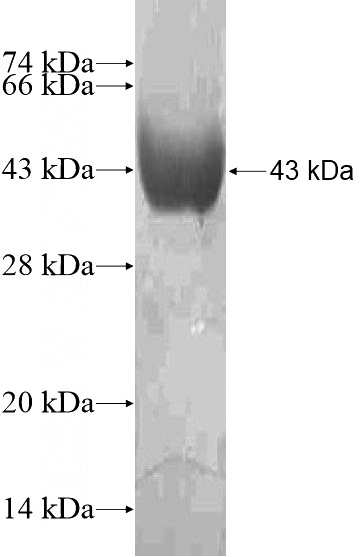 Recombinant Human PPP1R10 SDS-PAGE