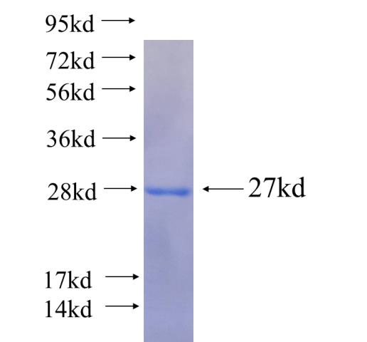 Recombinant human TMX3 SDS-PAGE