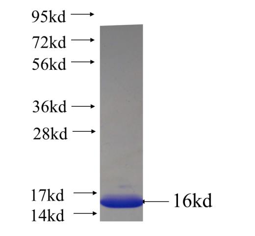Recombinant human LIN7A SDS-PAGE