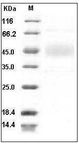 Human CD80 / B7-1 Protein SDS-PAGE