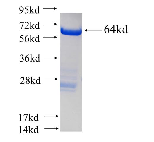 Recombinant human PDIA3 SDS-PAGE