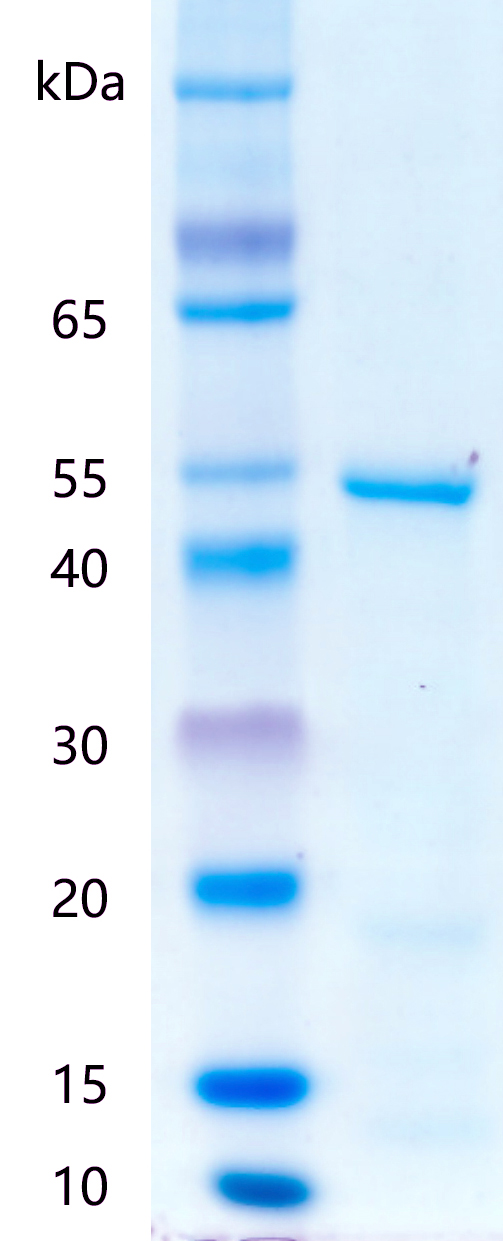Recombinant human USP13 SDS-PAGE