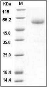 Mouse ALK-3 / BMPR1A Protein (His & Fc Tag) SDS-PAGE