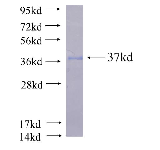 Recombinant human GBP6 SDS-PAGE