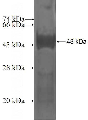 Recombinant Human NFIA SDS-PAGE