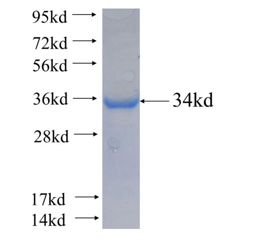 Recombinant human FKBPL SDS-PAGE