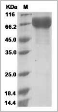 Cynomolgus / Rhesus CD19 Protein (Fc Tag)