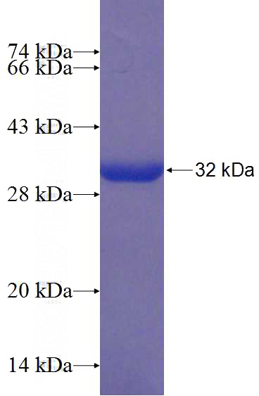 Recombinant Human PDK3 SDS-PAGE