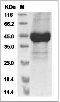 Canine CCN3 / NOV Protein (His Tag) SDS-PAGE