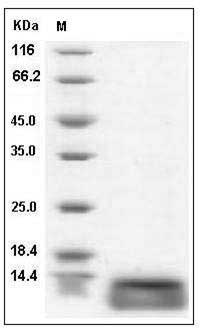 Human CCL15 / MIP-5 / MIP-1 delta Protein (aa 22-113? His Tag) SDS-PAGE