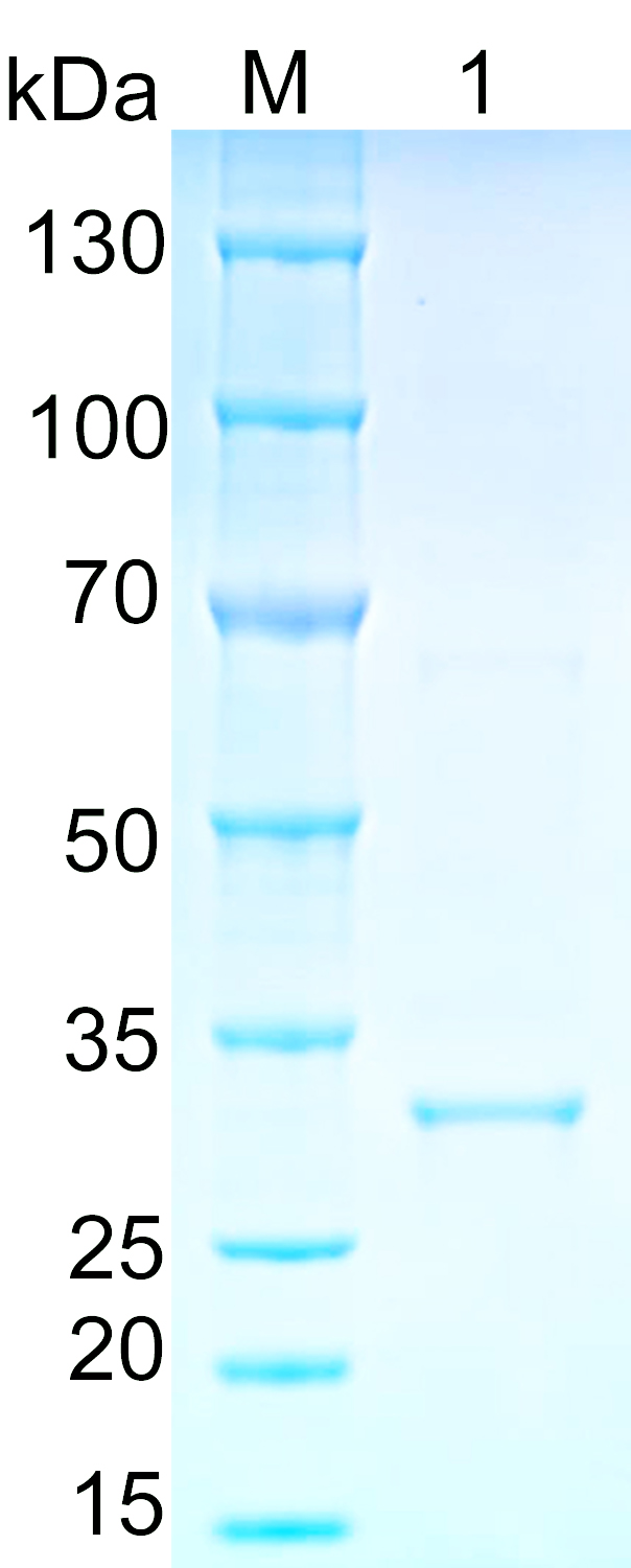 Recombinant human BCL10 SDS-PAGE