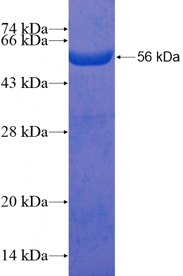 Recombinant Human ARCN1 SDS-PAGE