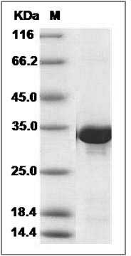 Human BCL2L12 / BCL2-like 12 Protein (GST Tag) SDS-PAGE