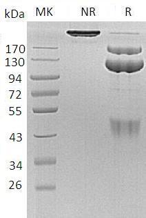 Human MET (Fc tag) recombinant protein