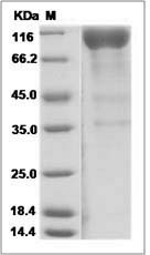 Clec4f protein SDS-PAGE