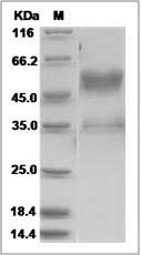 BMPR1A protein SDS-PAGE