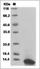 Mouse NAP-2 / PPBP / CXCL7 Protein (aa 40-113, His Tag) SDS-PAGE