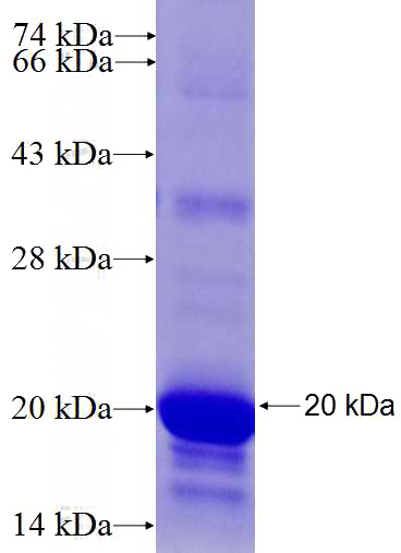 Recombinant Human SF3B3 SDS-PAGE