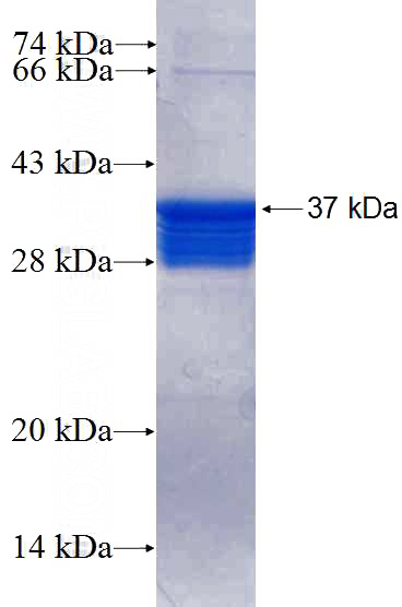 Recombinant Human CstF-64 SDS-PAGE