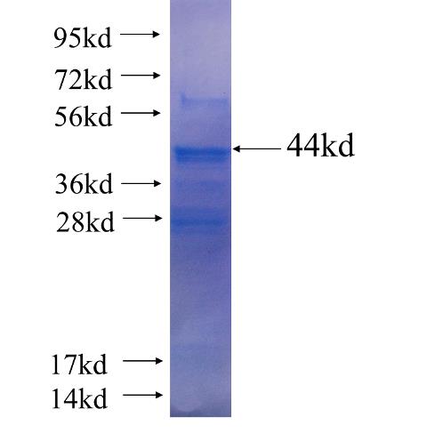 Recombinant human CYP2D6 SDS-PAGE