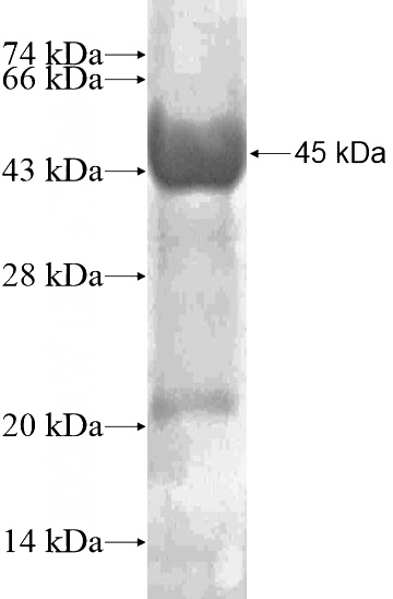 Recombinant Human PGLYRP2 SDS-PAGE