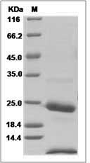 KLK6 protein SDS-PAGE