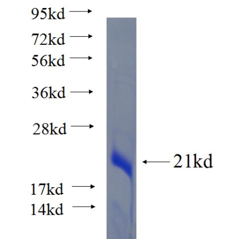 Recombinant human C10orf55 SDS-PAGE