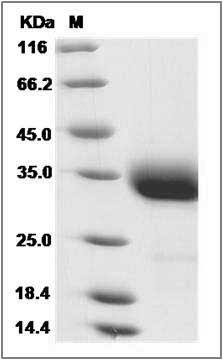Rat Layilin / LAYN Protein SDS-PAGE