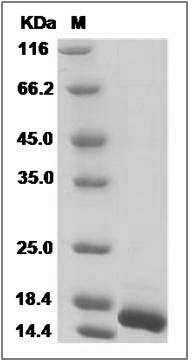Canine aFGF / FGF1 recombinant protein