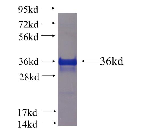 Recombinant human PCDH9 SDS-PAGE