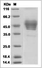 Human TSPAN1 Protein (Fc Tag) SDS-PAGE
