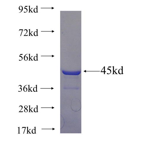 Recombinant human SDHA SDS-PAGE