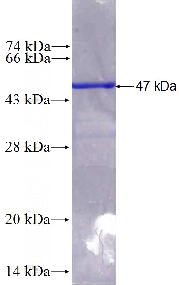 Recombinant Human PIK3CD SDS-PAGE
