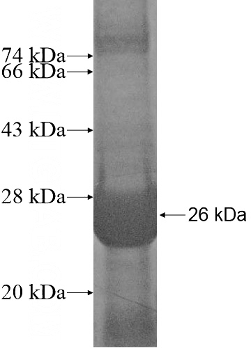 Recombinant Human CLEC3A SDS-PAGE